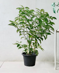 Gardenia Variegated - grow pot - Potted plant - Tumbleweed Plants - Online Plant Delivery Singapore