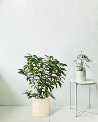 Gardenia Variegated - large white terrazzo cylinder planter - Potted plant - Tumbleweed Plants - Online Plant Delivery Singapore