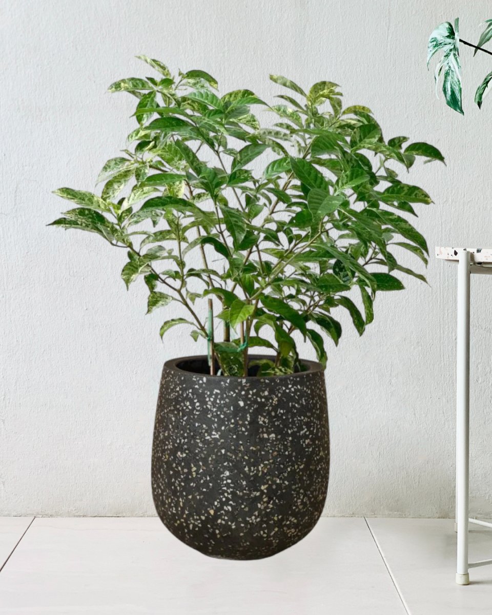 Gardenia Variegated - little tulip pots - black - Potted plant - Tumbleweed Plants - Online Plant Delivery Singapore