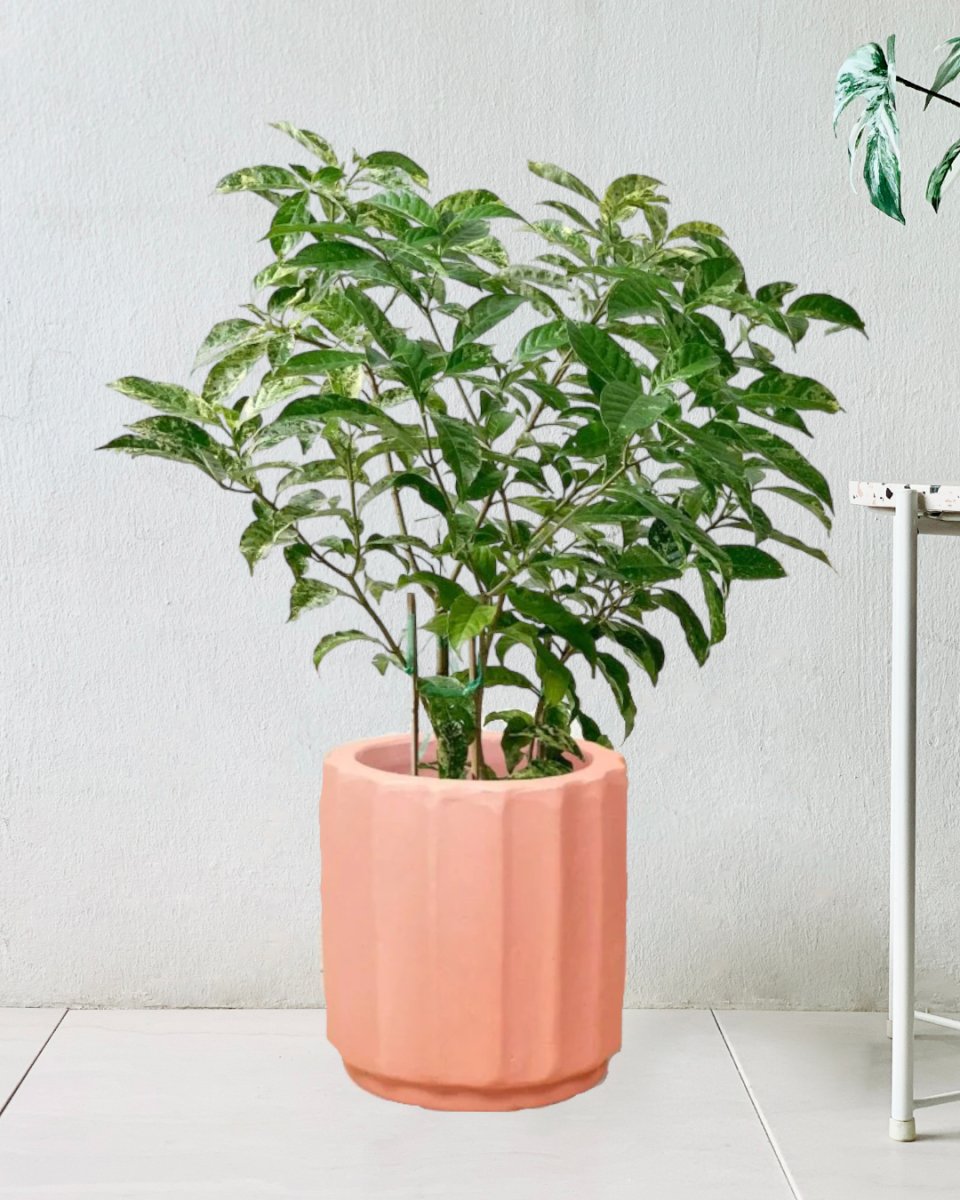 Gardenia Variegated - roman planters - almond - Potted plant - Tumbleweed Plants - Online Plant Delivery Singapore