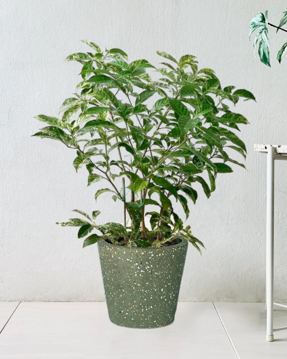 Gardenia Variegated - terrazzo pot - olive green - Potted plant - Tumbleweed Plants - Online Plant Delivery Singapore