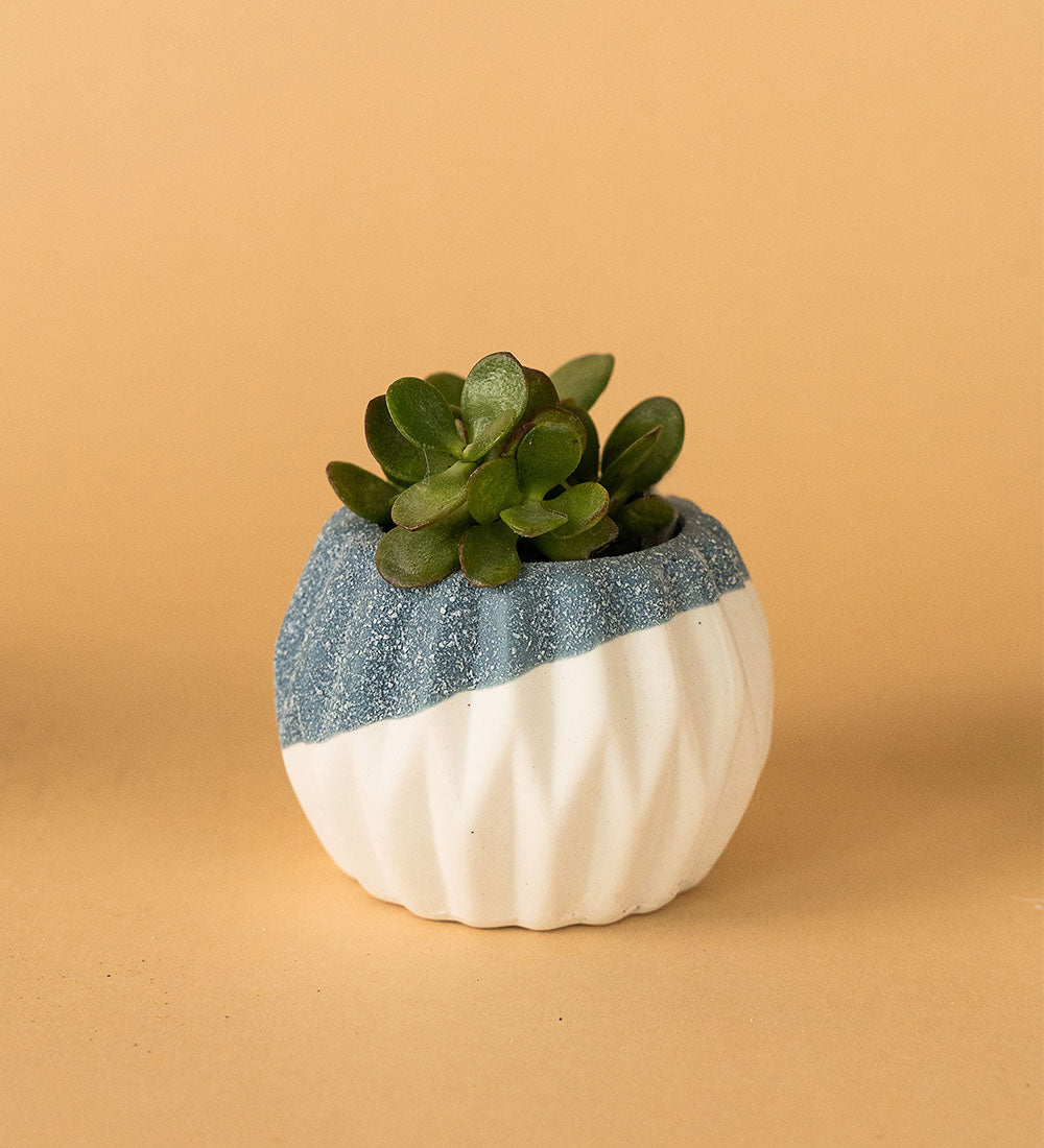 Geometric Mini Pots Grey and White - E - Pot - Tumbleweed Plants - Online Plant Delivery Singapore