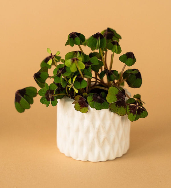 Geometric Mini Pots White - B - Pot - Tumbleweed Plants - Online Plant Delivery Singapore