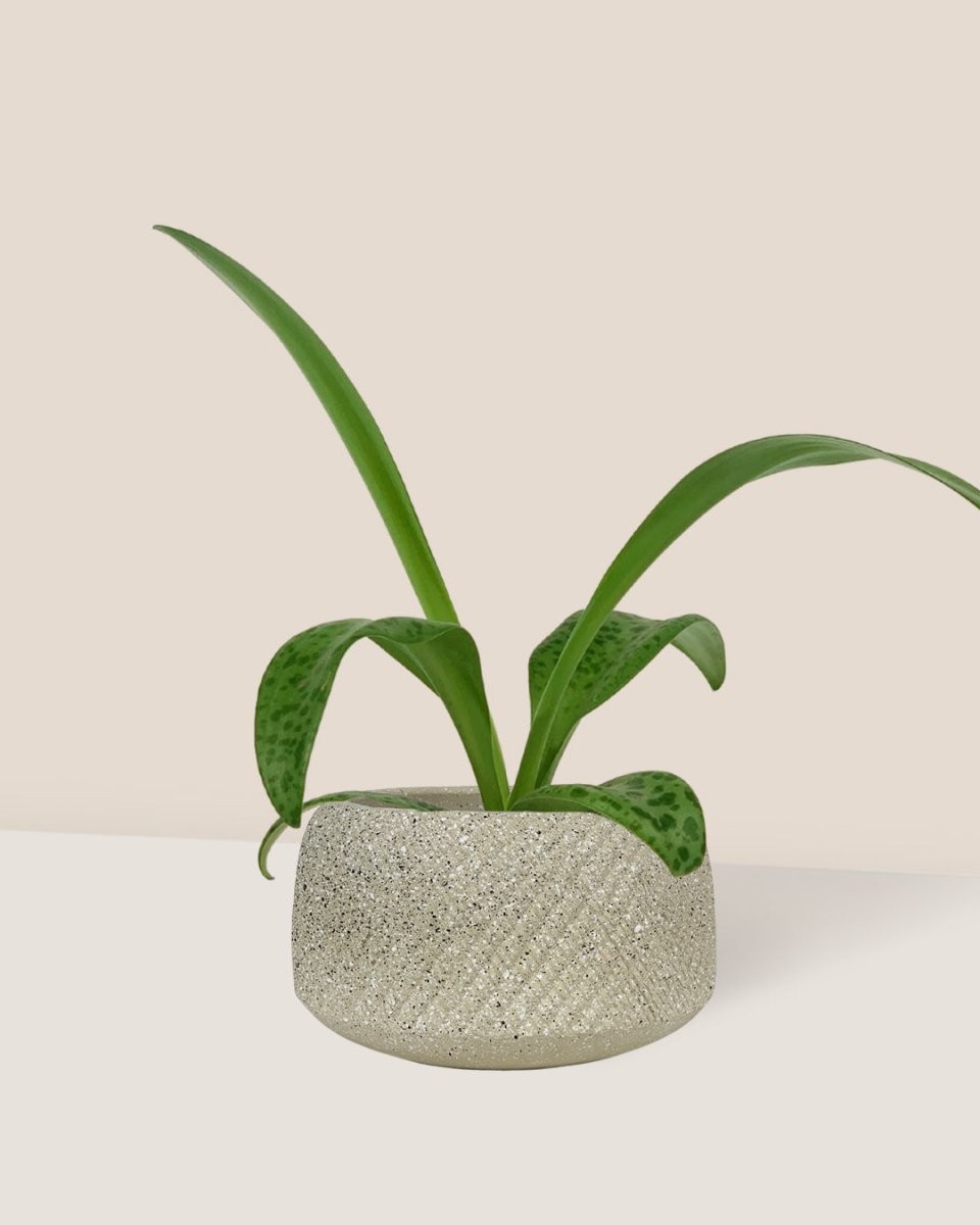 Giant Squill 'Drimiopsis Kirkii' - vanga ceramic planter - small/sand - Potted plant - Tumbleweed Plants - Online Plant Delivery Singapore