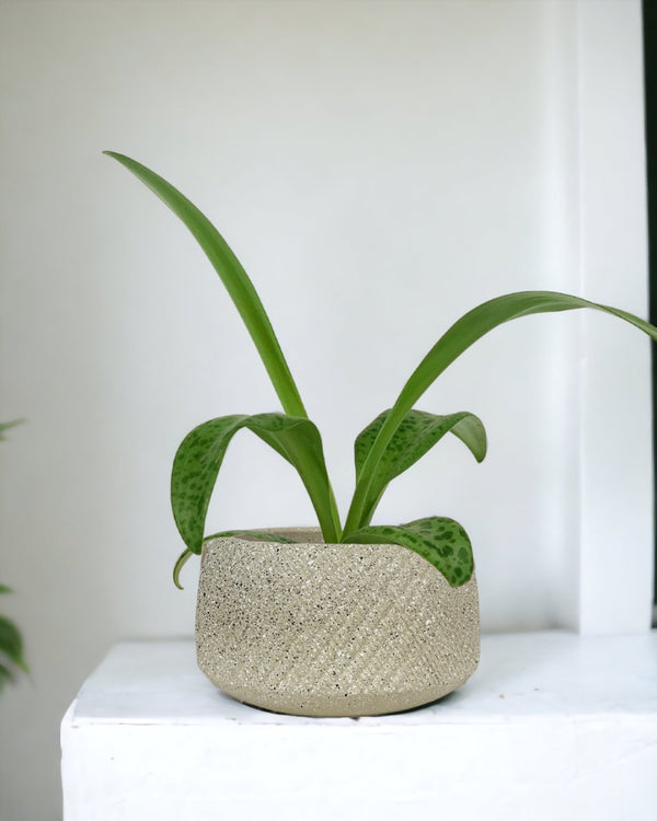 Giant Squill 'Drimiopsis Kirkii' - vanga ceramic planter - small/sand - Potted plant - Tumbleweed Plants - Online Plant Delivery Singapore