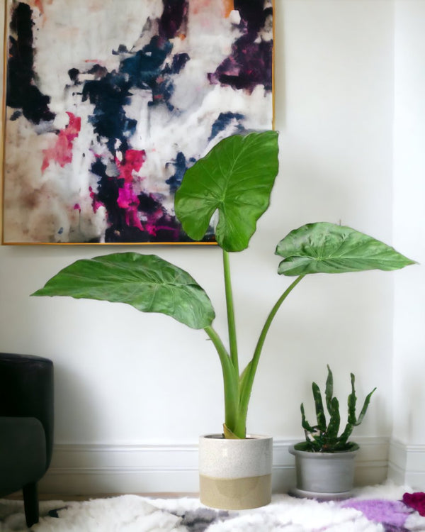 Giant Taro paired with blue white two tone pot