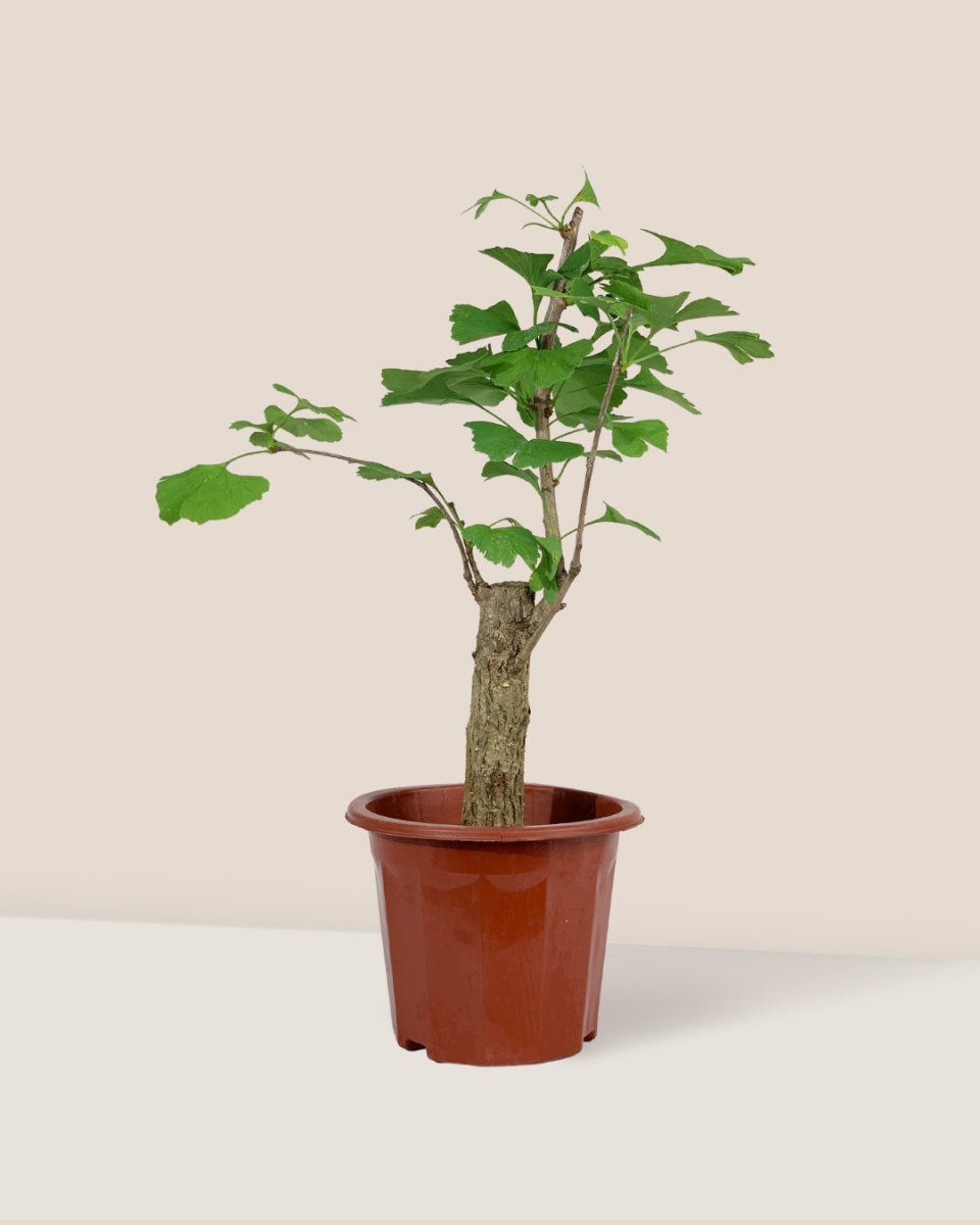 Ginkgo Biloba - grow pot - Potted plant - Tumbleweed Plants - Online Plant Delivery Singapore