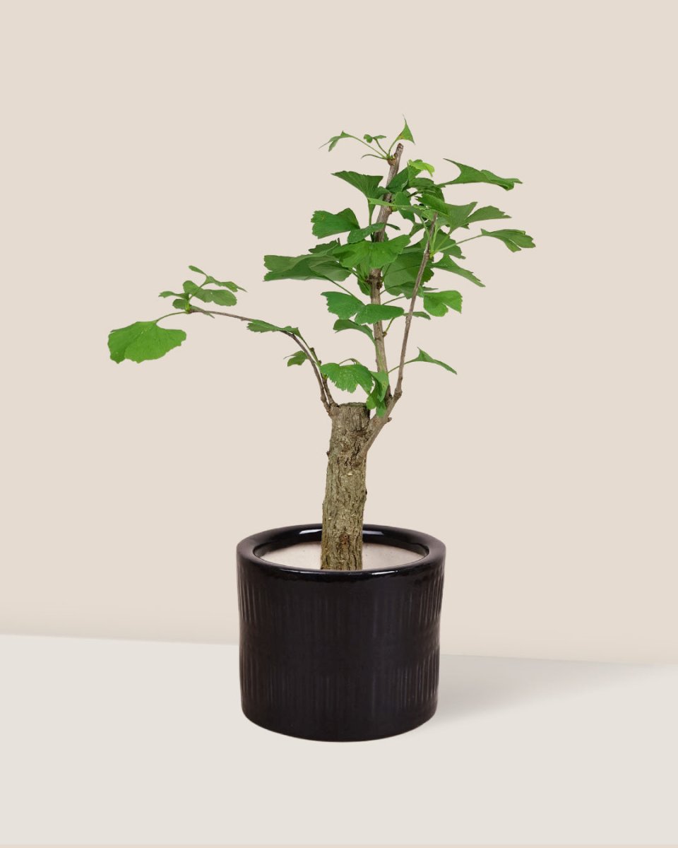 Ginkgo Biloba - pocky pot - black - Potted plant - Tumbleweed Plants - Online Plant Delivery Singapore