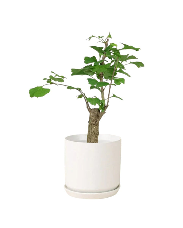 Ginkgo Biloba - white cylinder pot - Potted plant - Tumbleweed Plants - Online Plant Delivery Singapore
