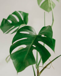 Glass Stands - brown (with FREE plant - monstera deliciosa worth 65 SGD) - Stand - Tumbleweed Plants - Online Plant Delivery Singapore