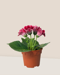 Gloxinia - Assorted Color - grow pot - Potted plant - Tumbleweed Plants - Online Plant Delivery Singapore