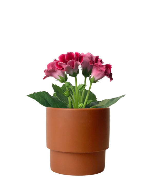 Gloxinia - Assorted Color - large addie planter - mustard - Potted plant - Tumbleweed Plants - Online Plant Delivery Singapore