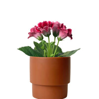 Gloxinia - Assorted Color