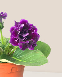 Gloxinia - Assorted Color - large addie planter - mustard - Potted plant - Tumbleweed Plants - Online Plant Delivery Singapore