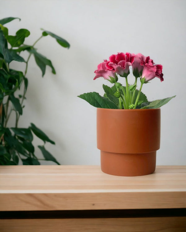 Gloxinia - Assorted Color - large addie planter - mustard - Potted plant - Tumbleweed Plants - Online Plant Delivery Singapore