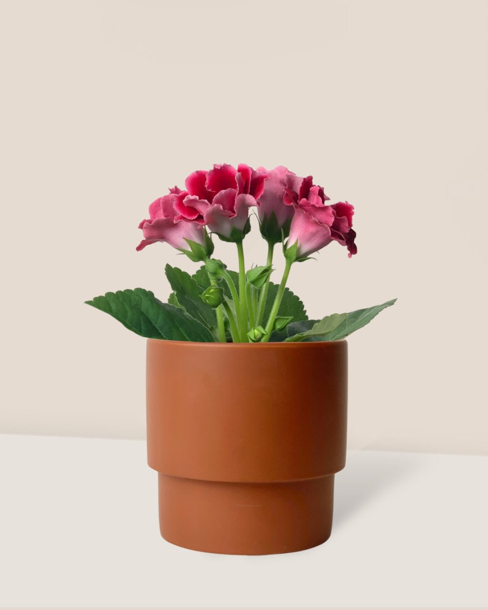 Gloxinia - Assorted Color - plinth pot - large/chestnut - Potted plant - Tumbleweed Plants - Online Plant Delivery Singapore