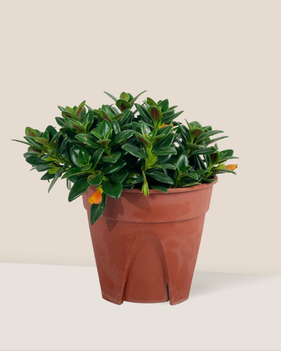 Goldfish Plant - Nematanthus - grow pot - Potted plant - Tumbleweed Plants - Online Plant Delivery Singapore