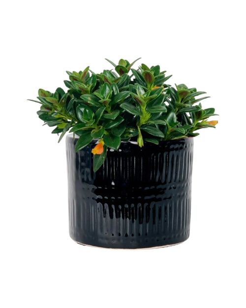 Goldfish Plant - Nematanthus - pocky pot - black - Potted plant - Tumbleweed Plants - Online Plant Delivery Singapore