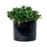 Goldfish Plant - Nematanthus