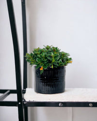 Goldfish Plant - Nematanthus - pocky pot - black - Potted plant - Tumbleweed Plants - Online Plant Delivery Singapore