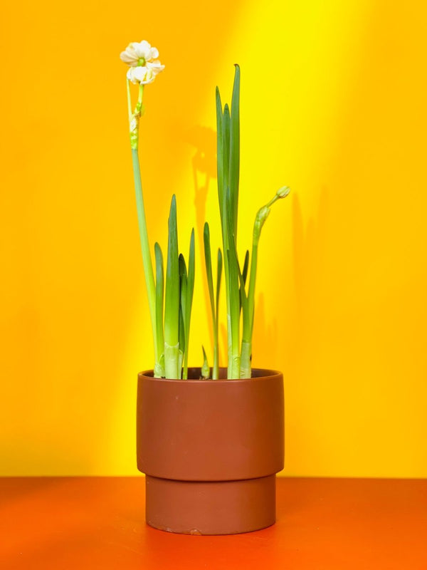 Good Fortune Narcissuses - Gifting plant - Tumbleweed Plants - Online Plant Delivery Singapore