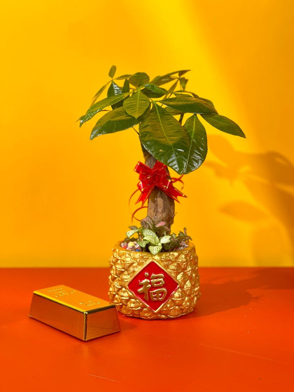 Good Fortune Pachira in Golden Pineapple Pot - Gifting plant - Tumbleweed Plants - Online Plant Delivery Singapore