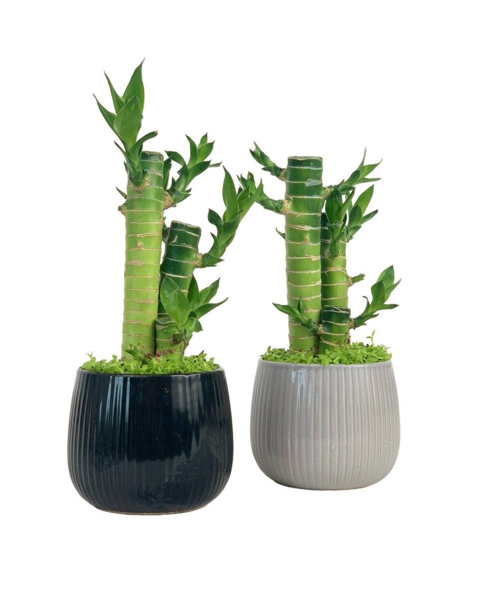 Good Luck Bamboo in Jack Pot - black - Gifting plant - Tumbleweed Plants - Online Plant Delivery Singapore