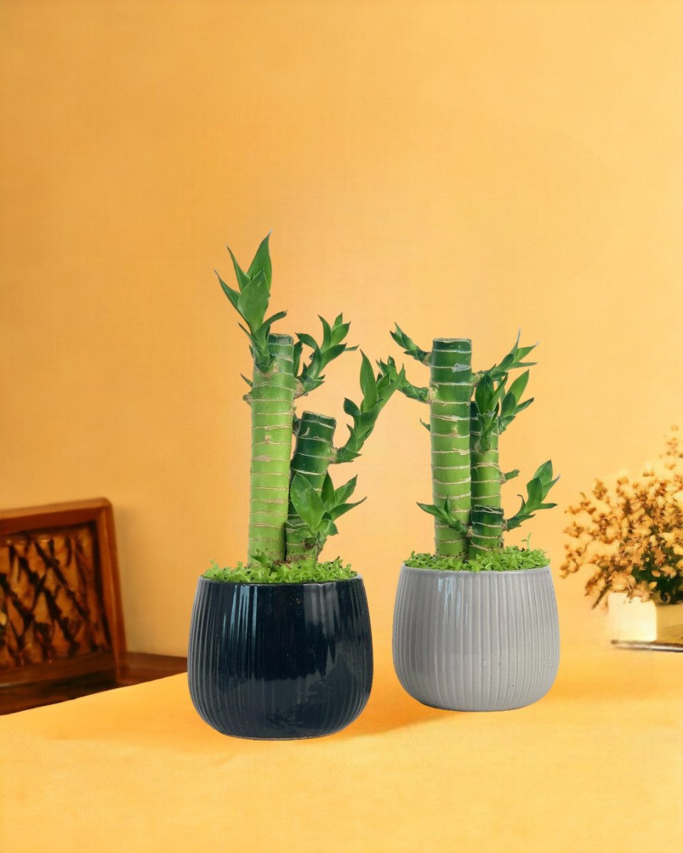 Good Luck Bamboo in Jack Pot - grey - Gifting plant - Tumbleweed Plants - Online Plant Delivery Singapore