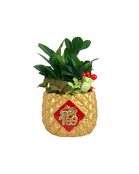 Good Wealth Zamio in Golden Pineapple Pot - Potted plant - Tumbleweed Plants - Online Plant Delivery Singapore