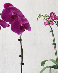 Grand Purple Phalaenopsis - blue white two tone pot - Gifting plant - Tumbleweed Plants - Online Plant Delivery Singapore