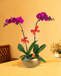 Grand Purple Phalaenopsis in Hammered Gold Planter - Gifting plant - Tumbleweed Plants - Online Plant Delivery Singapore