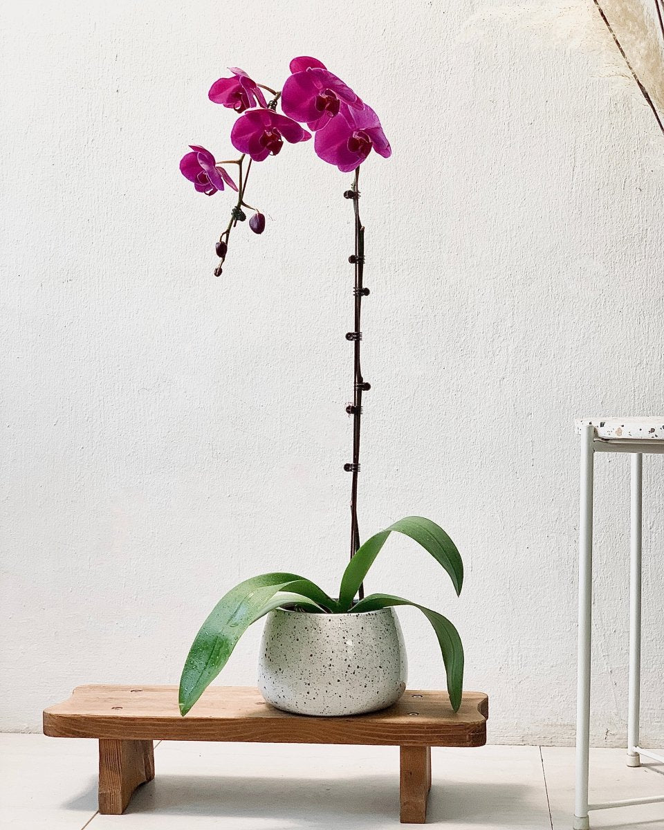Grand Purple Phalaenopsis - ink splash bowl planter - Gifting plant - Tumbleweed Plants - Online Plant Delivery Singapore