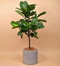 Grey Terrazzo Pot - Pot - Tumbleweed Plants - Online Plant Delivery Singapore