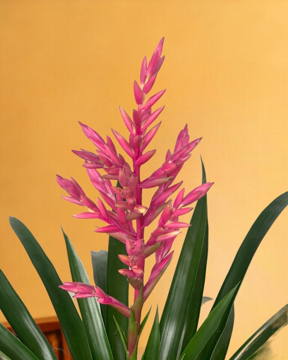 Guzmania 'Candy' - grow pot - Just plant - Tumbleweed Plants - Online Plant Delivery Singapore