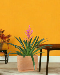 Guzmania 'Candy' - trough terracotta pot - Just plant - Tumbleweed Plants - Online Plant Delivery Singapore