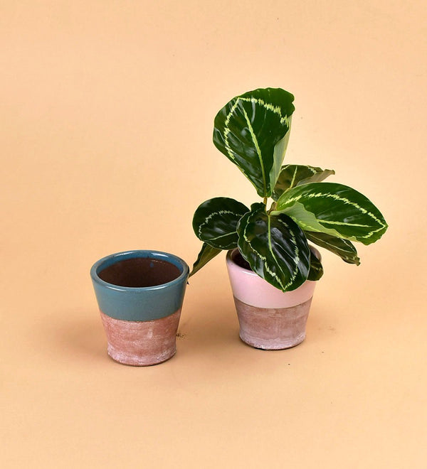 Half Glazed Pots - pink - Pot - Tumbleweed Plants - Online Plant Delivery Singapore
