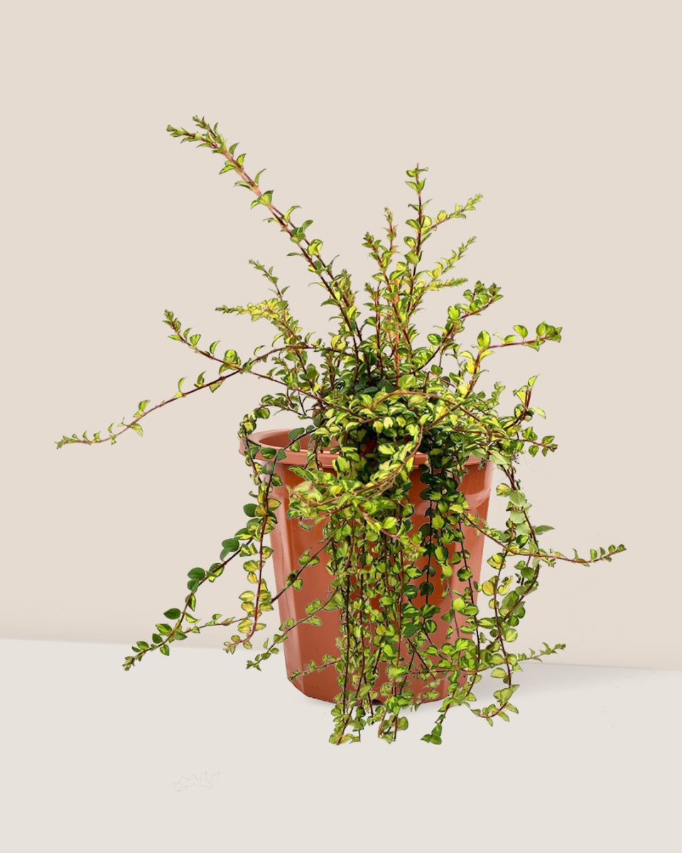 Hanging Columnea Goldfish - grow pot - Just plant - Tumbleweed Plants - Online Plant Delivery Singapore