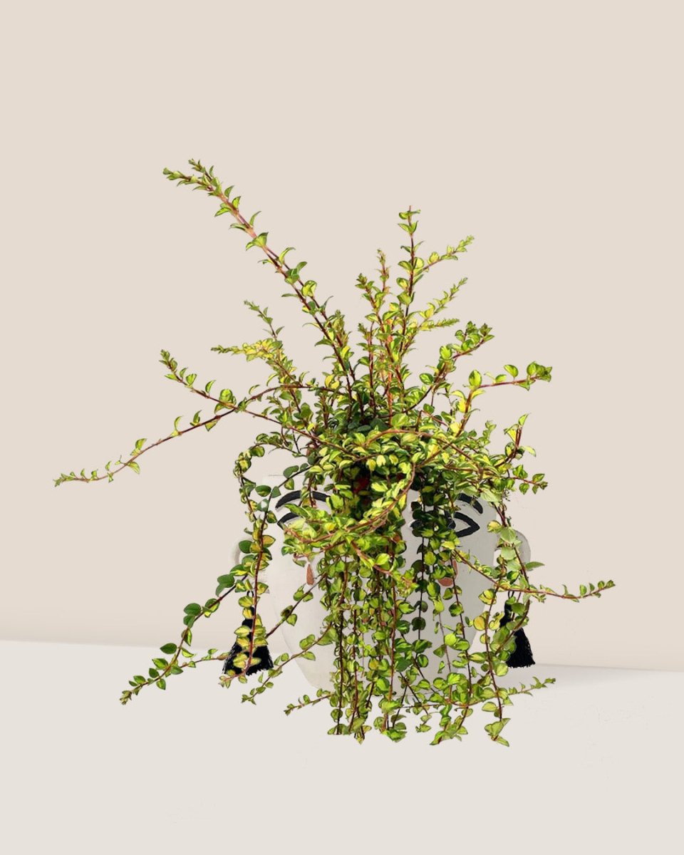 Hanging Columnea Goldfish - polly planter - white/short - Just plant - Tumbleweed Plants - Online Plant Delivery Singapore