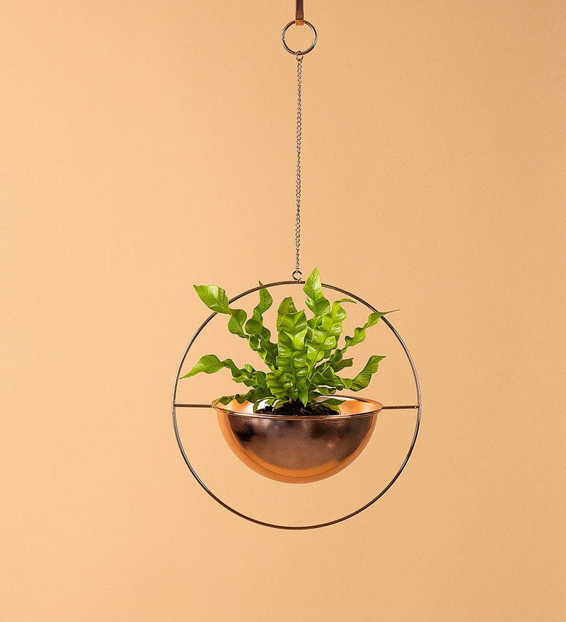 Hanging Globe - Hanging - Tumbleweed Plants - Online Plant Delivery Singapore