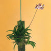 Hanging Hibiki Orchid