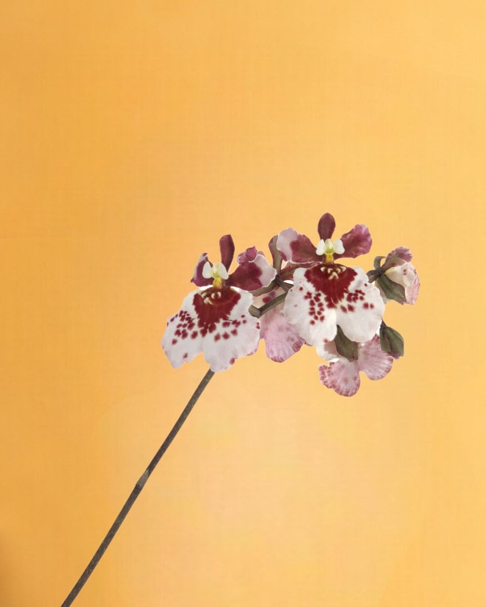 Hanging Hibiki Orchid - Gifting plant - Tumbleweed Plants - Online Plant Delivery Singapore
