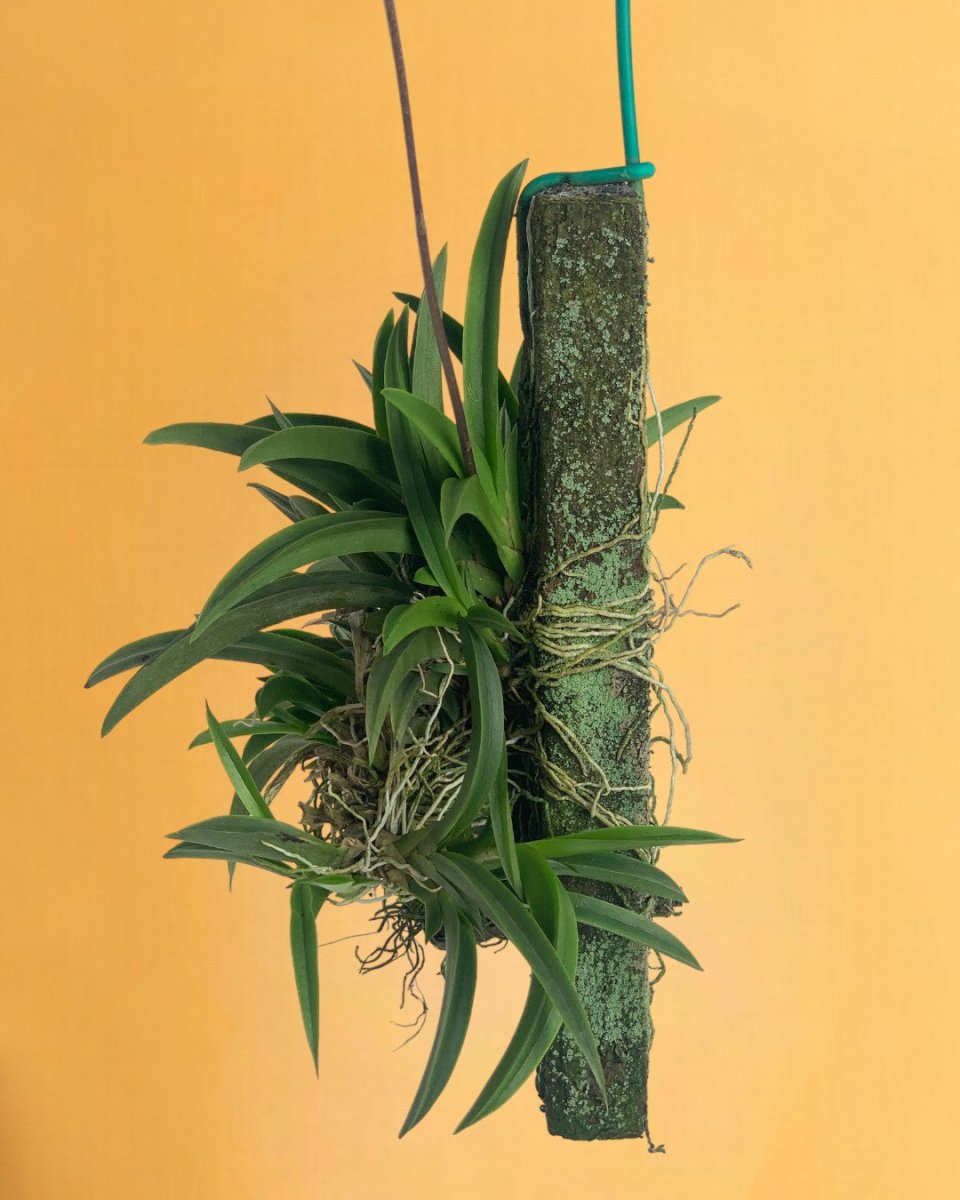 Hanging Hibiki Orchid - Gifting plant - Tumbleweed Plants - Online Plant Delivery Singapore