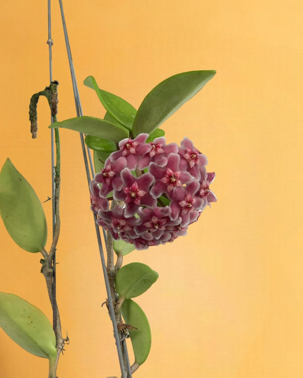 Hanging Hoya - Potted plant - Tumbleweed Plants - Online Plant Delivery Singapore