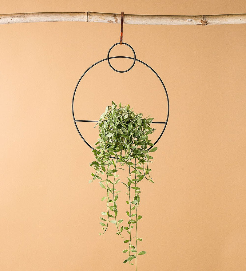 Hanging Rings - Hanging - Tumbleweed Plants - Online Plant Delivery Singapore