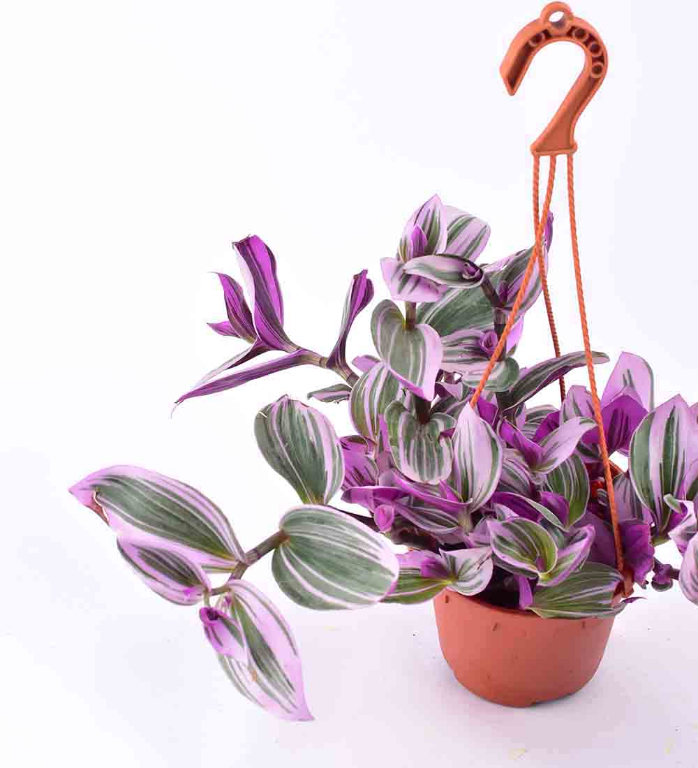 Hanging Tradescantia Nanouk - grow pot - Just plant - Tumbleweed Plants - Online Plant Delivery Singapore