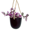 Tradescantia Nanouk (Hanging/Potted)