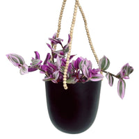 Tradescantia Nanouk (Hanging/Potted)