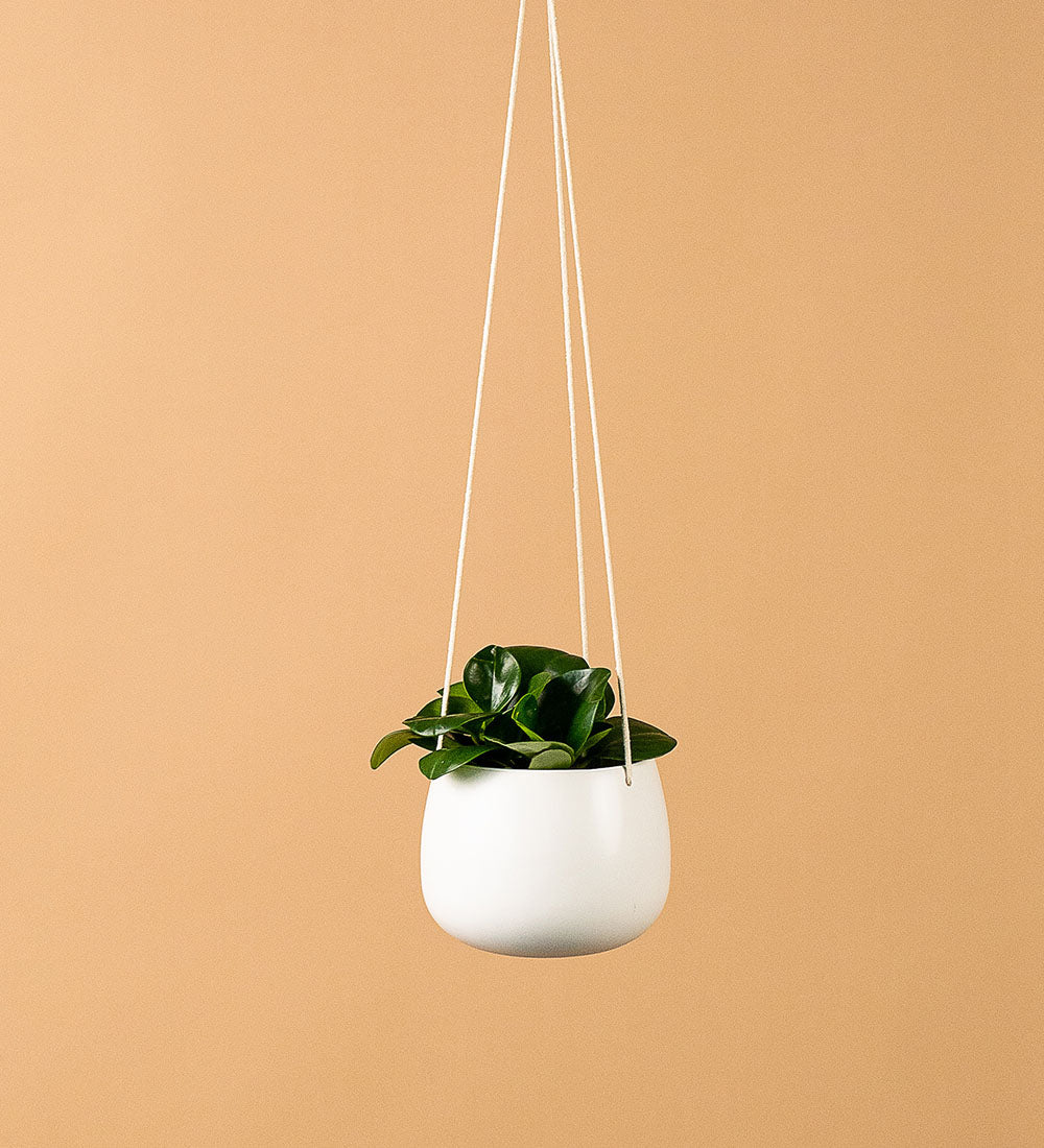 Hanging White Planter - Hanging - Tumbleweed Plants - Online Plant Delivery Singapore