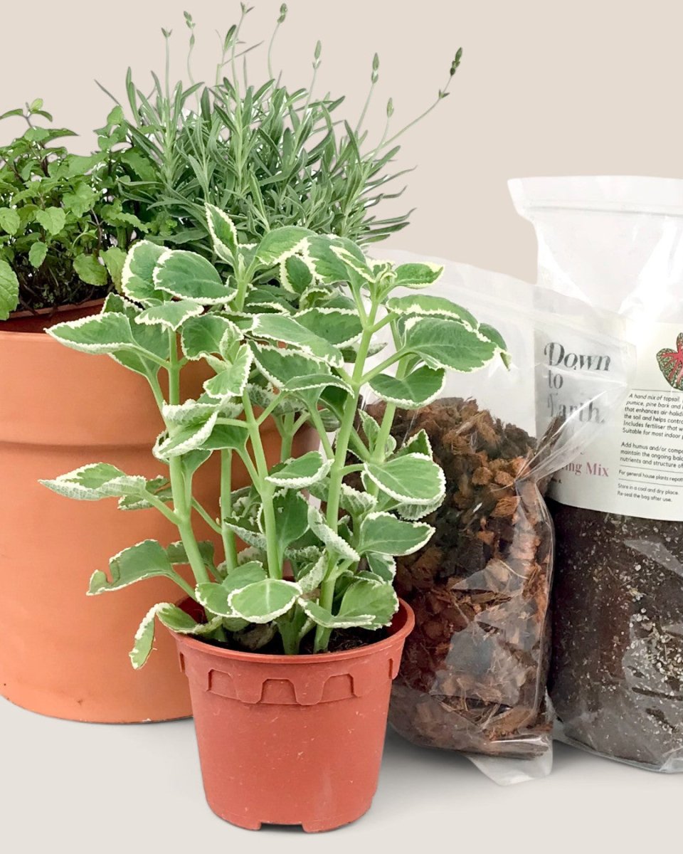 Herb Garden Starter Kit - starter kit - Potted plant - Tumbleweed Plants - Online Plant Delivery Singapore