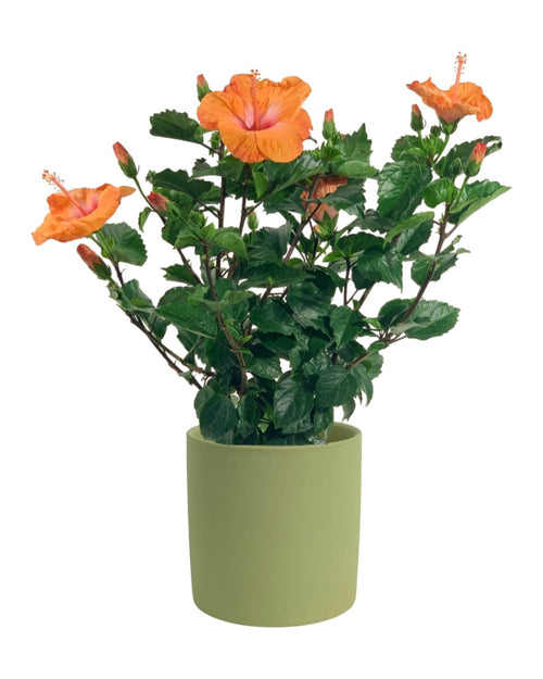 Hibiscus - grow pot - Potted plant - Tumbleweed Plants - Online Plant Delivery Singapore